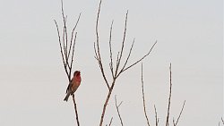 Для челябинцев проводят экскурсии по птичьим местам