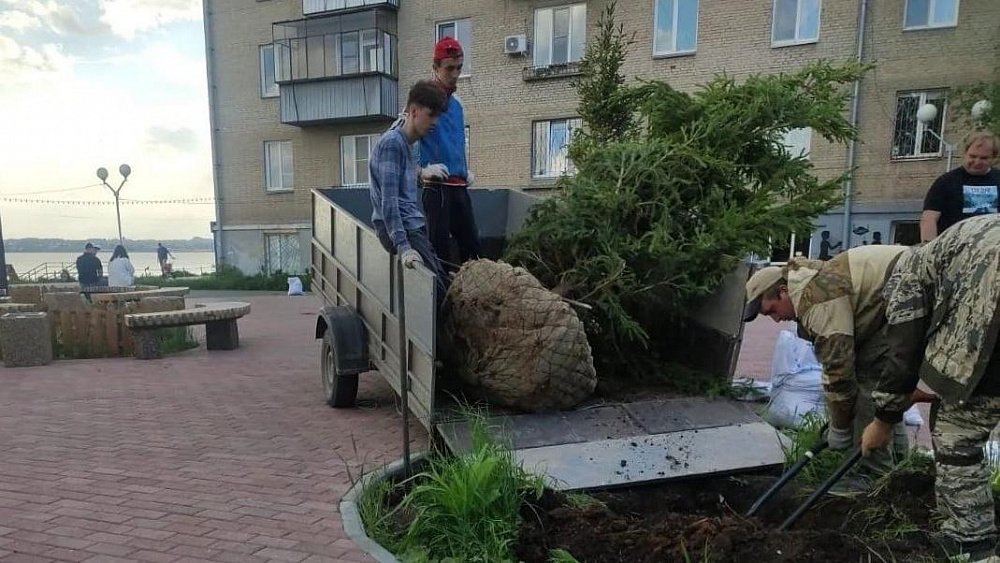 На набережной Смолино в Челябинске вместо срубленной посадили новую ель