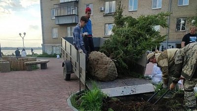 На набережной Смолино в Челябинске вместо срубленной посадили новую ель