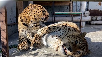 Расслабленные леопарды Филя и Лиза нежатся в лучах солнца