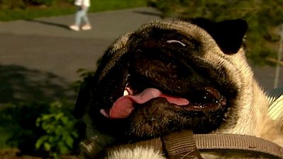 Мопсов признали самой проблемной породой собак