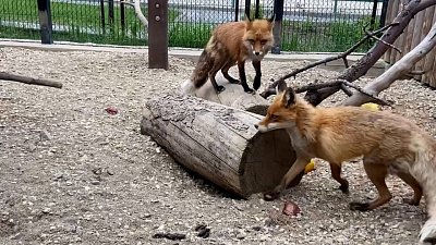 Игры лисичек Майи и Милы из зоопарка засняли на видео