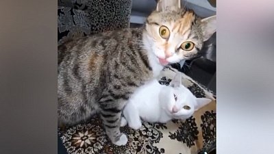 Мех и смех: глаза вразбег, кроватная акробатика и сонное настроение