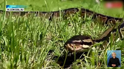 Питон и хамелеон вышли на прогулку в зоопарке