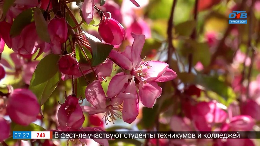 Эти яблони станут гордостью вашего сада в рубрике «Руки садовода»