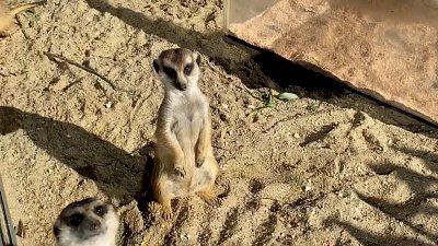 Сурикаты наслаждаются солнцем и теплом