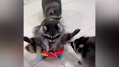 Мех и смех: тележка енотов, боязнь кашля и зубная щётка на двоих