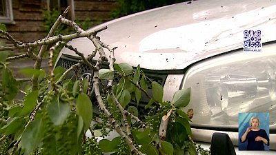 Дерево рухнуло прямо на автомобиль