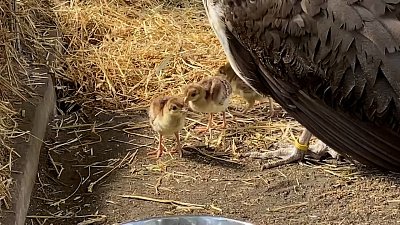 Птенцы павлина из Челябинского зоопарка попали на видео
