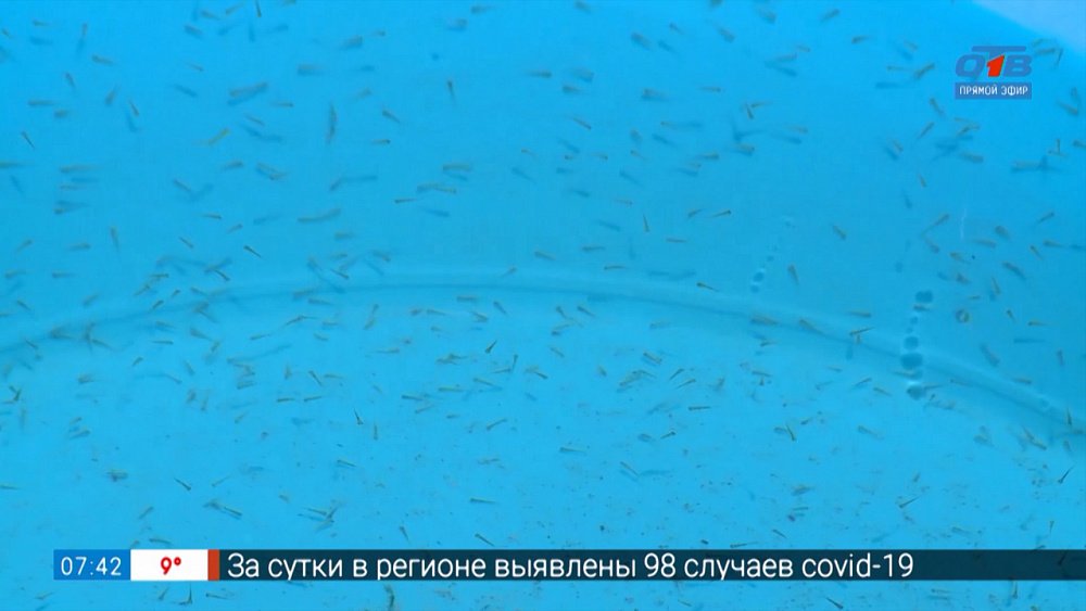 4 тысячи мальков уже в пруду! в сюжете «Зарыбление пруда в Ленинском районе»