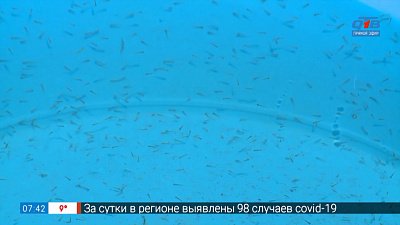 4 тысячи мальков уже в пруду! в сюжете «Зарыбление пруда в Ленинском районе»