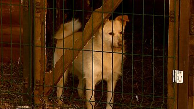 Друг или враг? В России растет число нападений бездомных собак, общество ищет выход