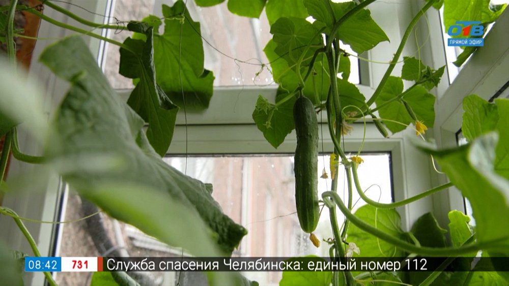 Отправляйтесь за огурцами... на балкон в рубрике «Руки садовода»