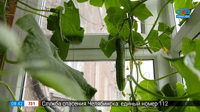 Отправляйтесь за огурцами... на балкон в рубрике «Руки садовода»