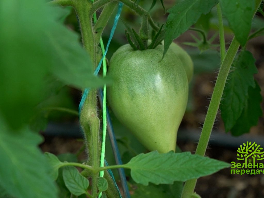 зеленая передача челябинск. зеленая передача челябинск. зеленая передача отв. 4. зелёная передача последний выпуск.