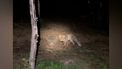 Лисица попала в объектив камеры очевидца на Таганае