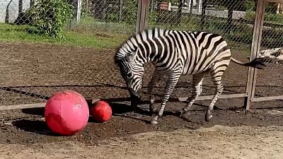 В Челябинском зоопарке зебра Зара впервые играет в мяч