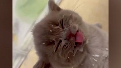 Мех и смех: кот-музыкант, кот-рыболов и кот-любитель молока