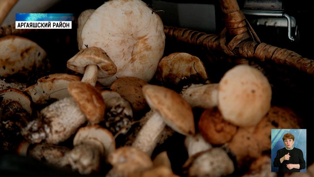 На Южном Урале начался грибной сезон