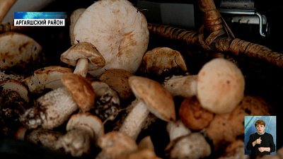 На Южном Урале начался грибной сезон