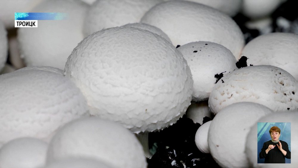 За грибами — в подвал