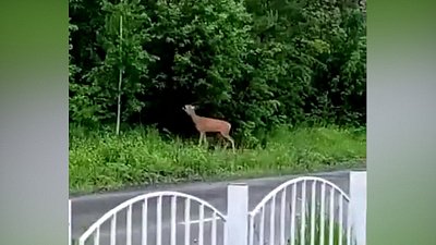 Косуля в Снежинске попала в объектив камеры