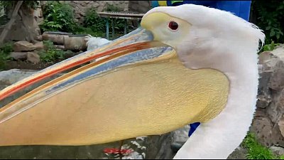 В Челябинском зоопарке пеликаны помогали с уборкой киперу