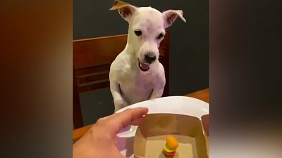 Мех и смех: кошачья уборка, флорист и перепутанный заказ