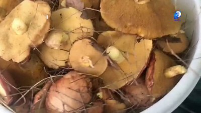 Миасцы собирают первый урожай грибов