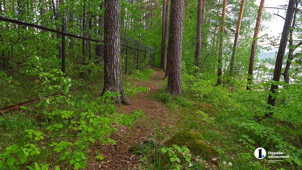Как не заблудиться в лесу — памятка