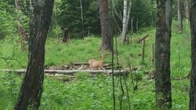 В нацпарке «Зигальга» сняли на видео пьющую косулю