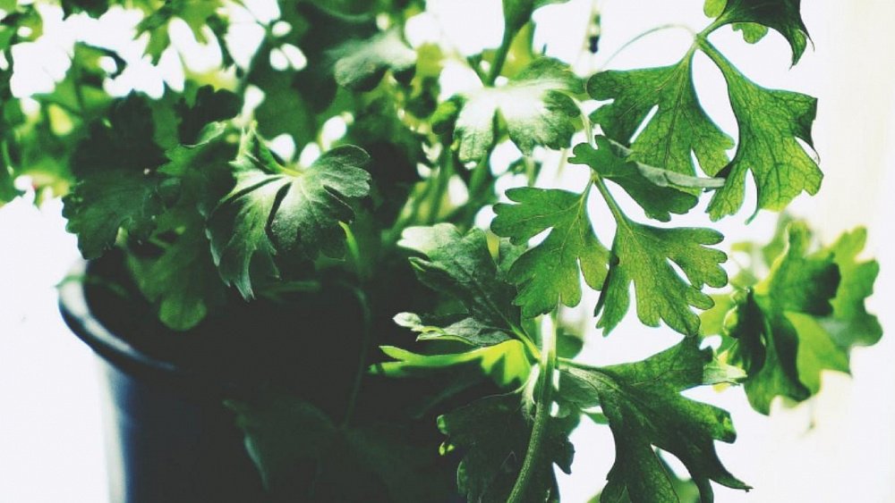 Антираковый эффект может обеспечить петрушка