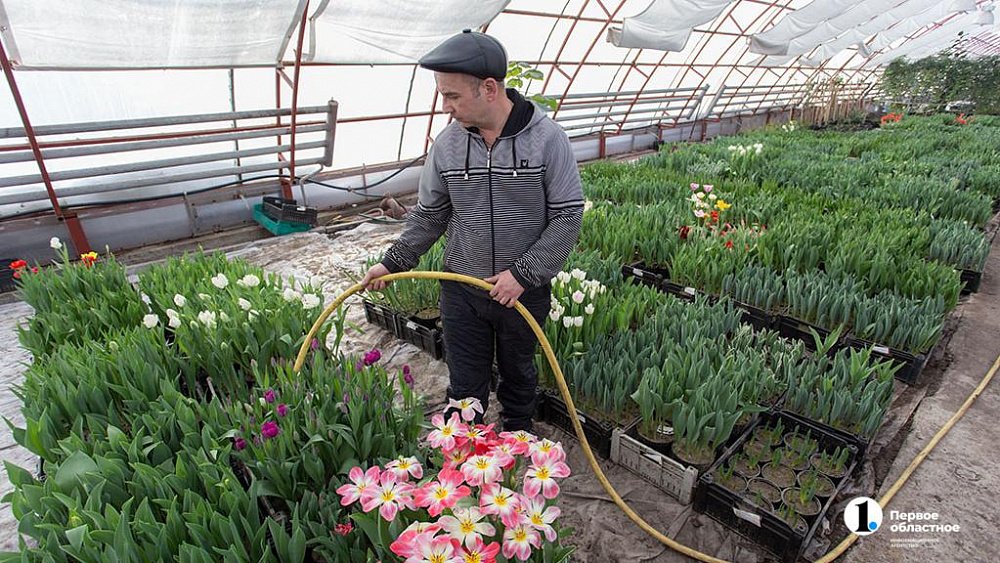 Выбираем и строим теплицу на дачном участке: советы садоводам