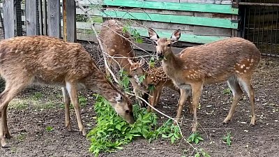 Семейный ужин пятнистых оленей сняли на видео в зоопарке Челябинска