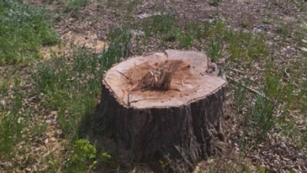 Мужчина незаконно вырубил деревья на базе отдыха в Челябинской области