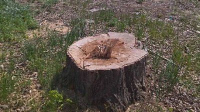 Мужчина незаконно вырубил деревья на базе отдыха в Челябинской области