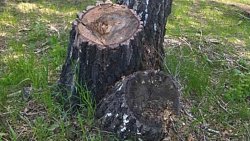 Мужчина незаконно вырубил деревья на базе отдыха в Челябинской области