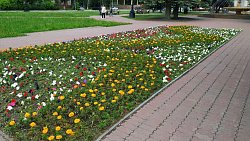 Жителей Челябинска попросили не рвать цветы с благоустроенных клумб