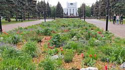 Жителей Челябинска попросили не рвать цветы с благоустроенных клумб