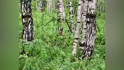 Удирающего от камеры зайцы сняли в нацпарке «Таганай»