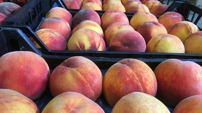 В Челябинскую область поступило более 11 тонн зараженных фруктов