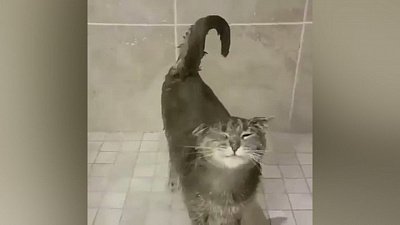 Мех и смех: птичий перезвон, акробаты за решёткой и водные процедуры