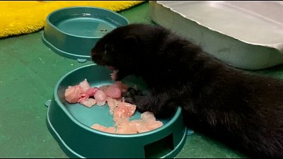 В челябинском зоопарке сняли на видео детские игры юной норки