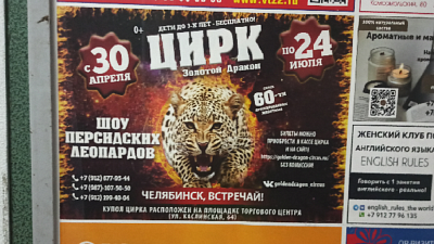 УФАС возбудило дело о недостоверной рекламе шоу персидских леопардов