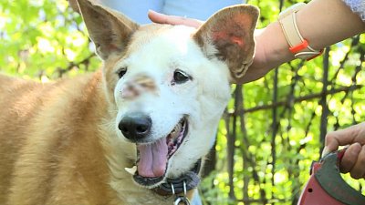 В Челябинске волонтеры спасают 12-летнего пса-поводыря