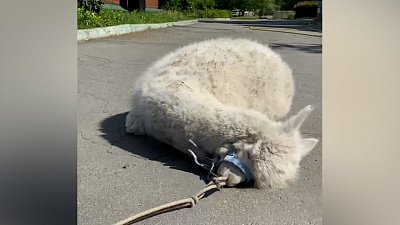 Тщательному альпака-контролю подвергся асфальт в Челябинском зоопарке