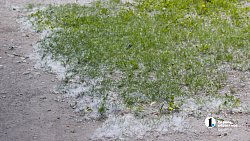 Сезон тополиного пуха начался в Челябинске