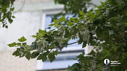 Сезон тополиного пуха начался в Челябинске