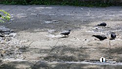 Сезон тополиного пуха начался в Челябинске