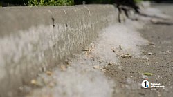 Сезон тополиного пуха начался в Челябинске
